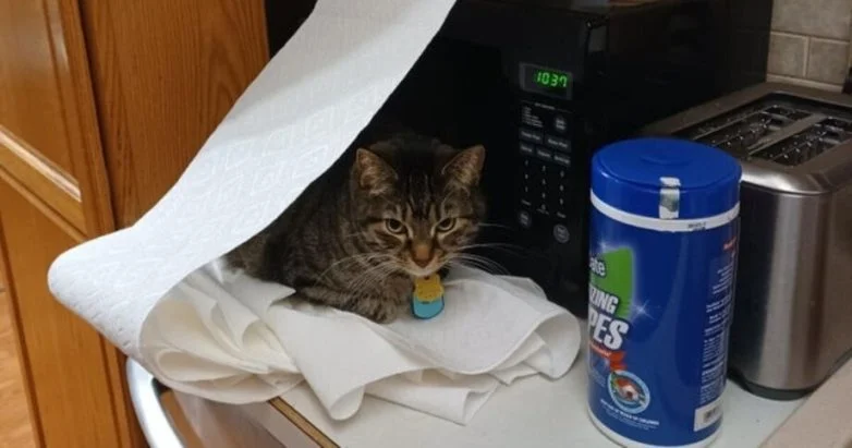 Коты-хулиганы: 20 фото, после которых вы перестанете верить в их невинность