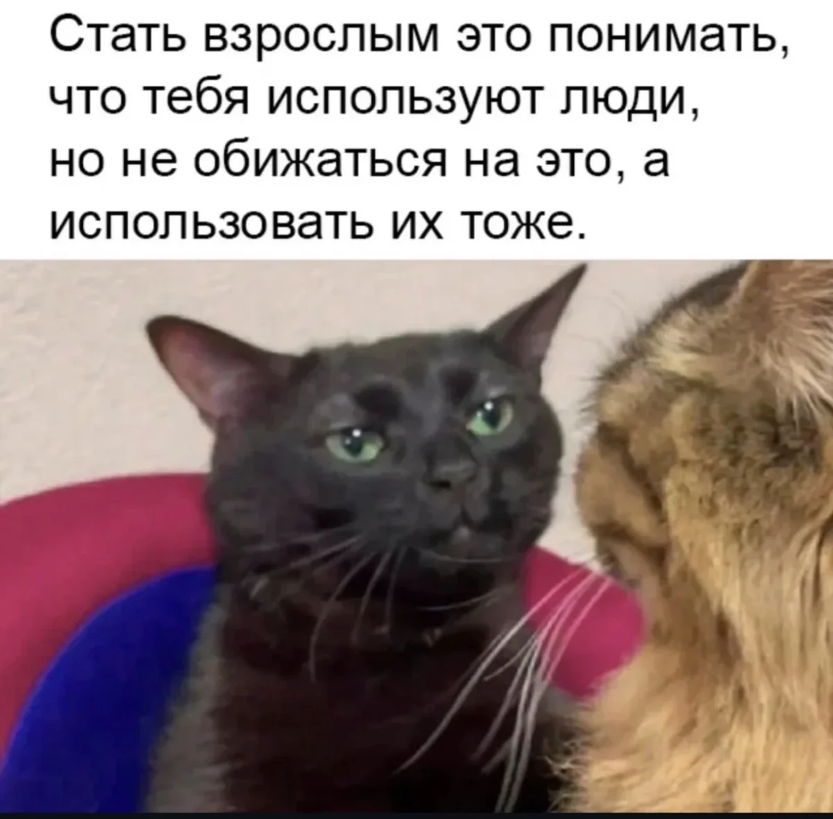 Юмор за день: порция хорошего настроения Юмор за день: порция хорошего настроения мемы, приколы, юмор, смешные картинки, подборка