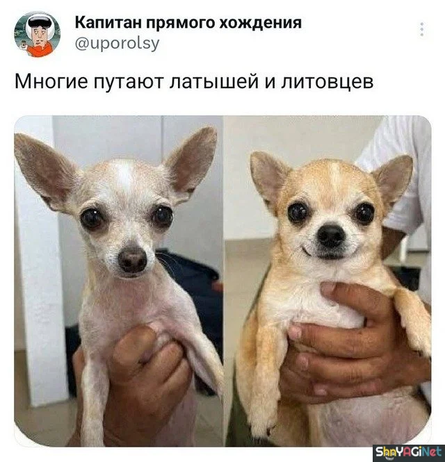 Смех сквозь слезы: подборка комментариев комментарии, приколы, соцсети, юмор, подборка