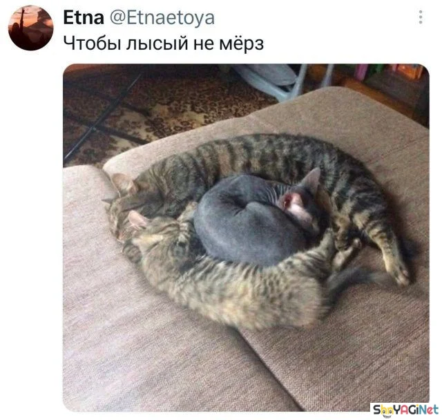 Смех сквозь слезы: подборка комментариев комментарии, приколы, соцсети, юмор, подборка