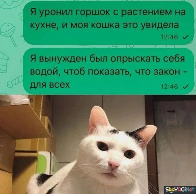 Порция смеха: свежие СМС-приколы Порция смеха: свежие СМС-приколы смс, приколы, юмор, переписки, смешное