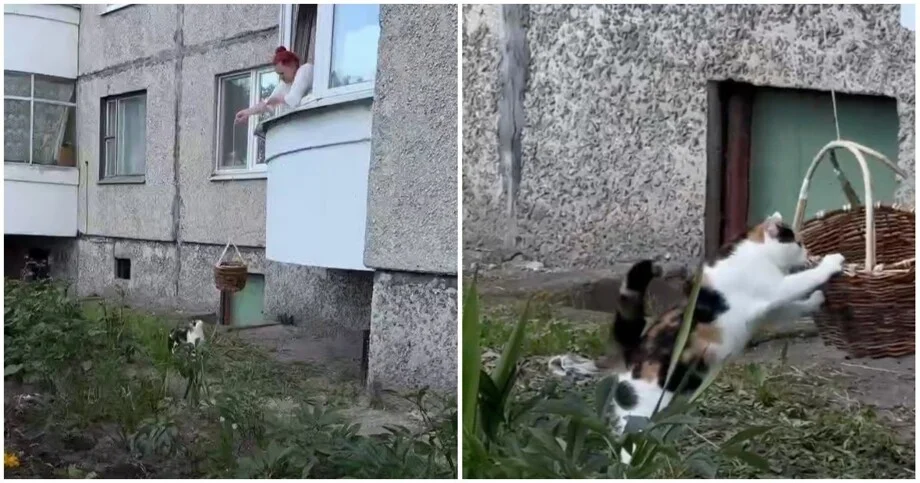 Кошка ездит домой на лифте из корзинки