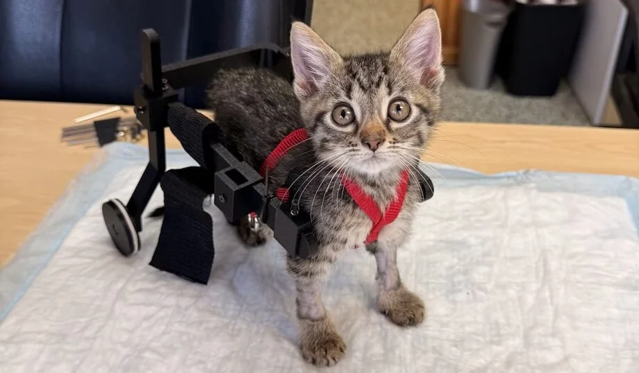 Котенку собрали коляску из игрушечных машинок Котенку собрали коляску из игрушечных машинок котенок, приют, животные, спасение, инвалидность