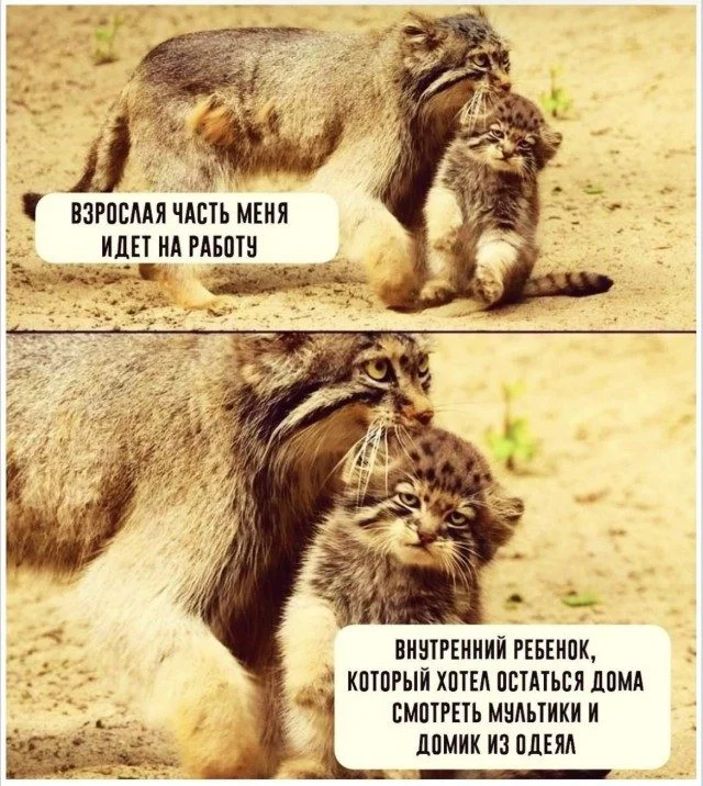 Биология смеха: вскрываем мем до костей юмор, мемы, наука, психология, биология