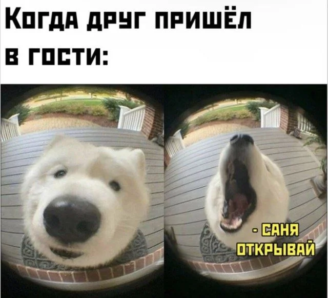 Биология смеха: вскрываем мем до костей юмор, мемы, наука, психология, биология