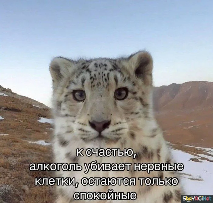 Алко-юмор: подборка приколов приколы, алкоголь, юмор, картинки, настроение