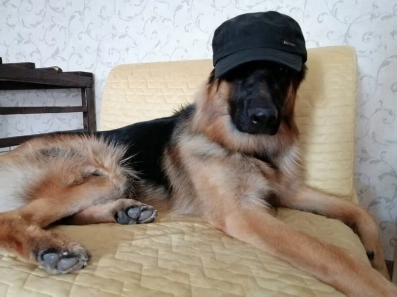 20 фото, глядя на которые невозможно не улыбнуться собаки, подборка фото, позитив, милота, животные