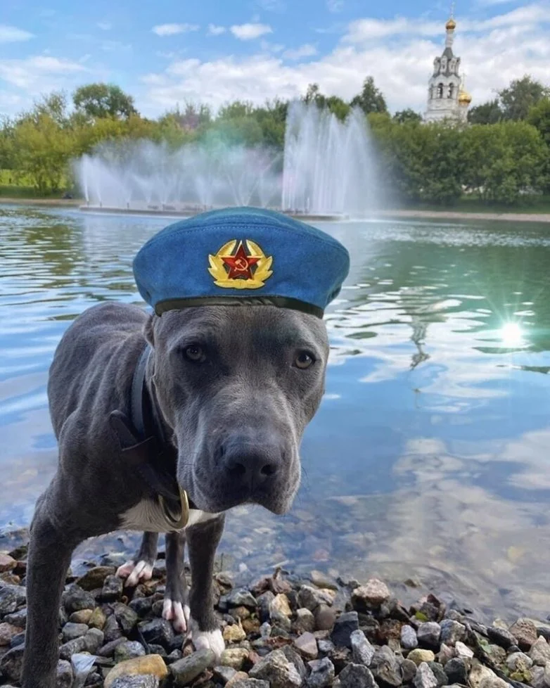 20 фото, глядя на которые невозможно не улыбнуться собаки, подборка фото, позитив, милота, животные