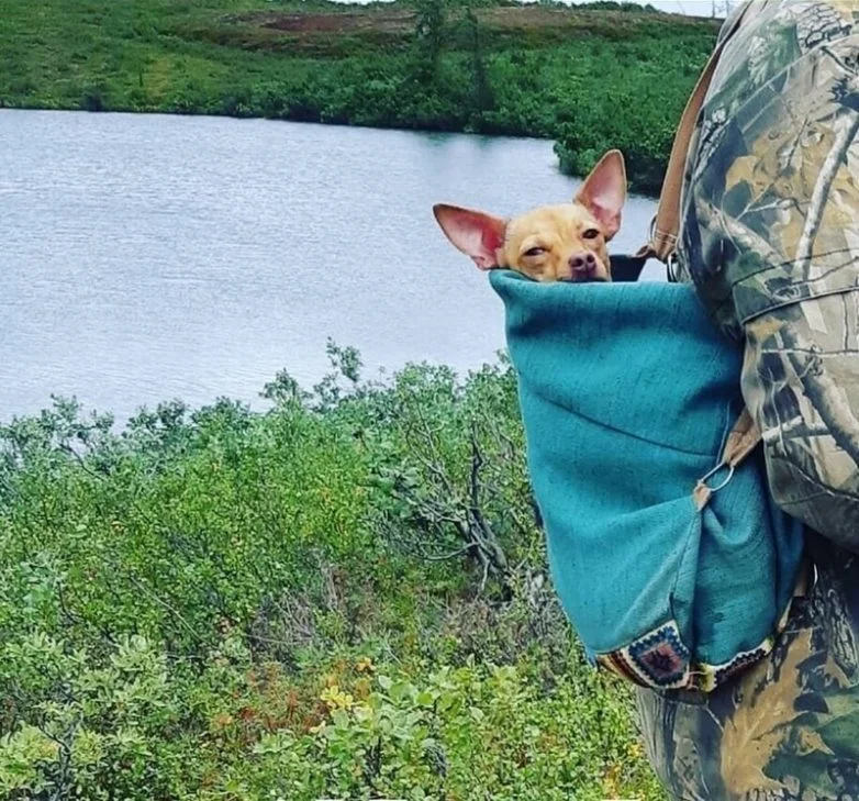 20 фото, глядя на которые невозможно не улыбнуться собаки, подборка фото, позитив, милота, животные