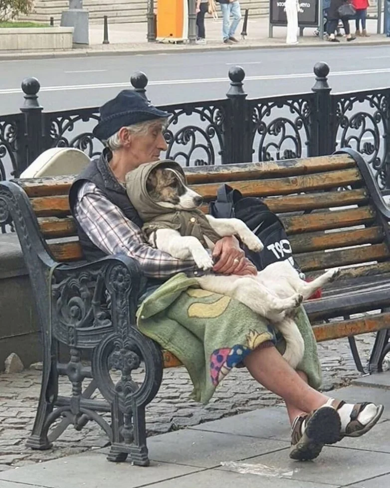20 фото, глядя на которые невозможно не улыбнуться собаки, подборка фото, позитив, милота, животные