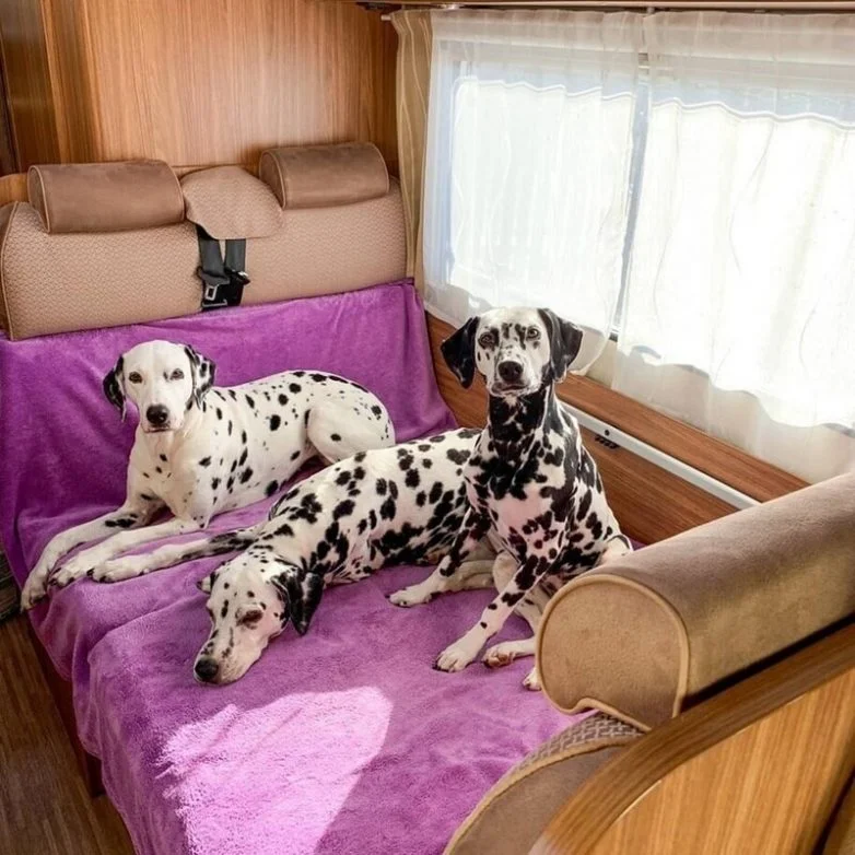 20 фото, глядя на которые невозможно не улыбнуться собаки, подборка фото, позитив, милота, животные