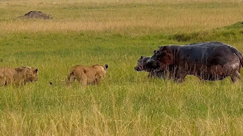 Бегемотиха дала отпор целому прайду львов