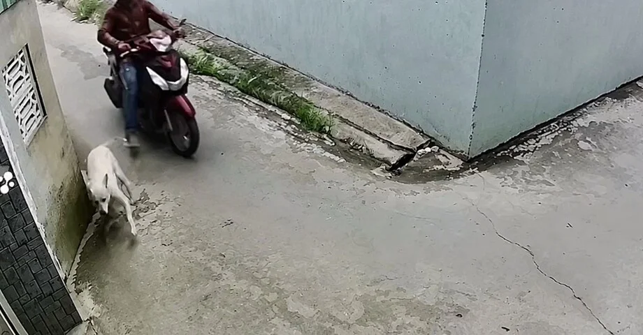Пнул не ту собаку: позорный промах вьетнамца попал на видео