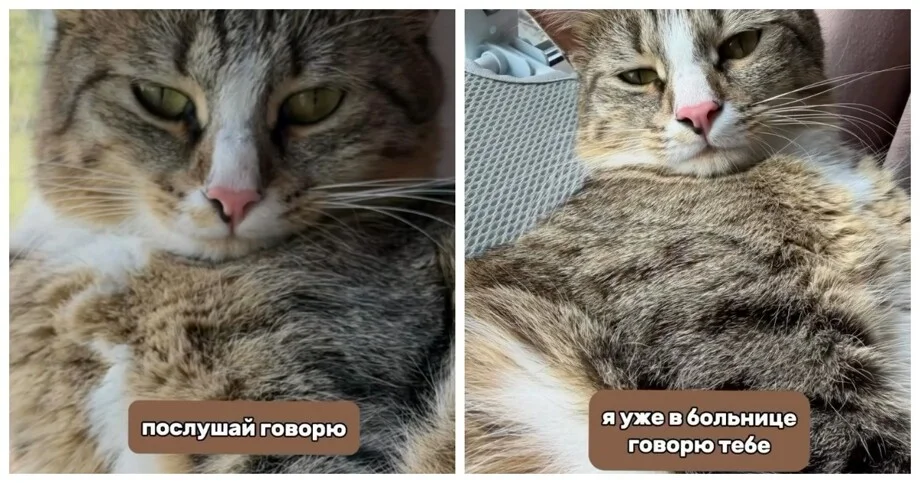 «Ты зачем в аварию попала?»: диалог из больницы поставил бабушку в тупик