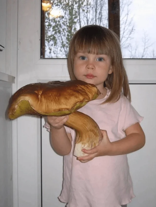 19 улова, ради которых стоило идти в лес грибы, природа, лес, улов, гиганты
