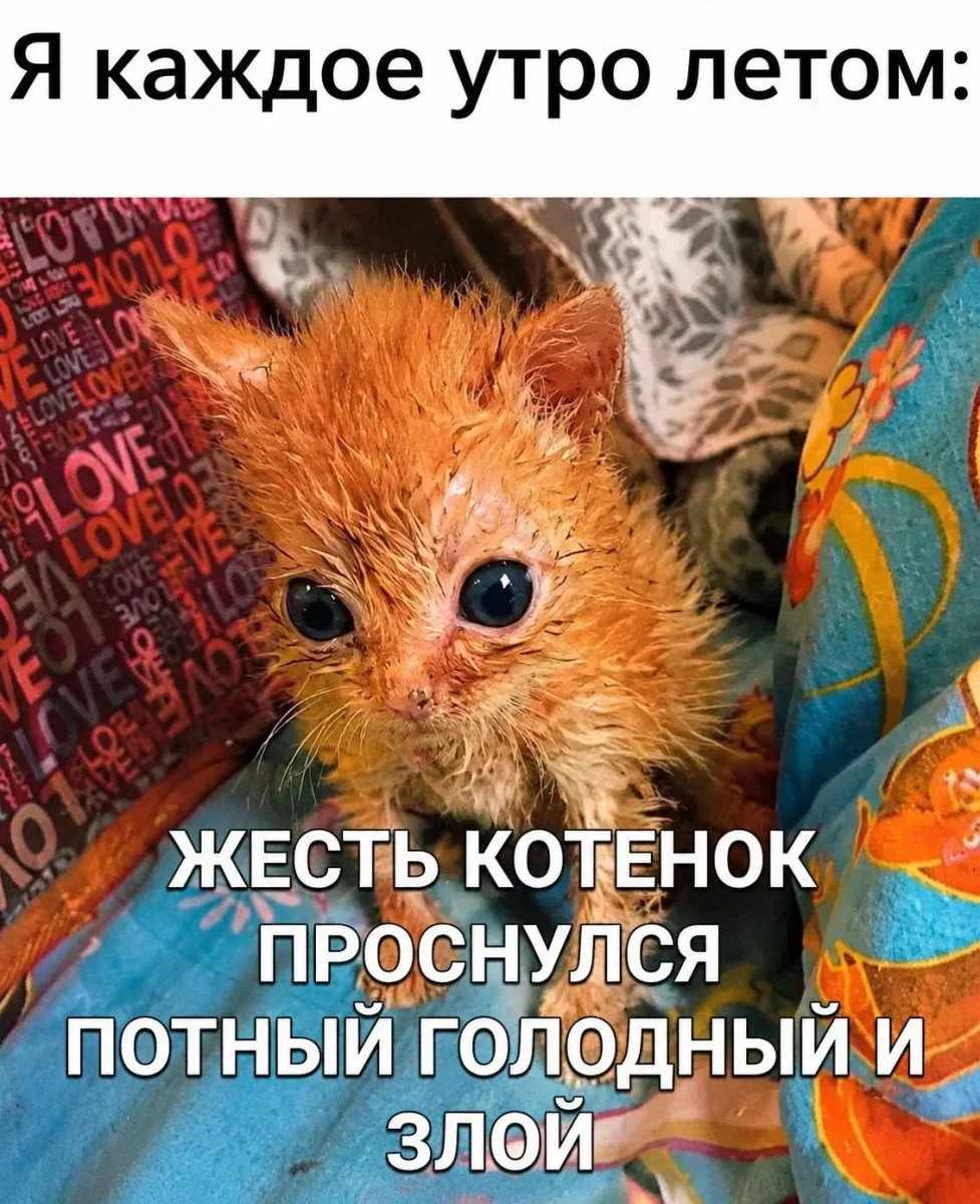 Мемная зарядка на 11 августа: от разборки ПК до птичьей недвижимости мемы, приколы, юмор, подборка, интернет