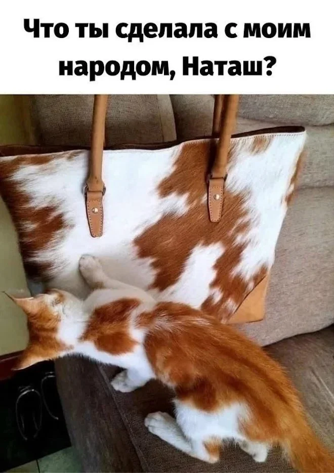 Утренний юмор: ковчег, звуки и рыночек мемы, приколы, юмор, картинки, подборка