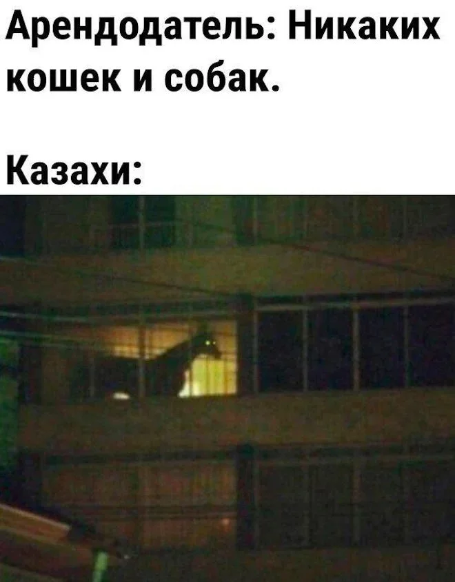 Утренний юмор: ковчег, звуки и рыночек