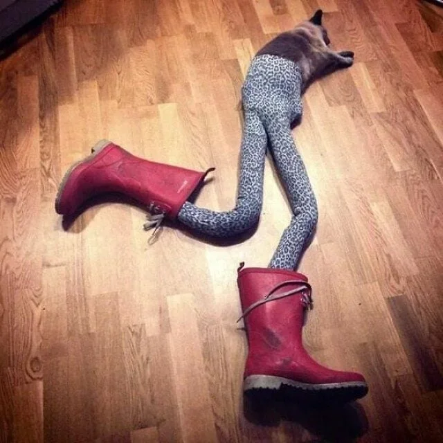 Уморительные коты, которым надели человеческую одежду Уморительные коты, которым надели человеческую одежду коты, приколы, животные, подборка, смешное