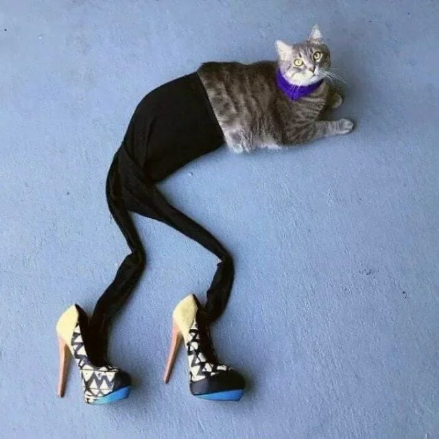 Уморительные коты, которым надели человеческую одежду Уморительные коты, которым надели человеческую одежду коты, приколы, животные, подборка, смешное