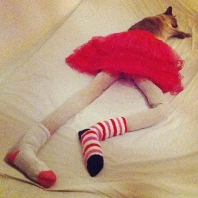 Уморительные коты, которым надели человеческую одежду Уморительные коты, которым надели человеческую одежду коты, приколы, животные, подборка, смешное