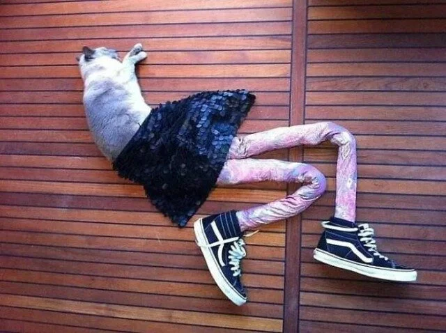 Уморительные коты, которым надели человеческую одежду Уморительные коты, которым надели человеческую одежду коты, приколы, животные, подборка, смешное