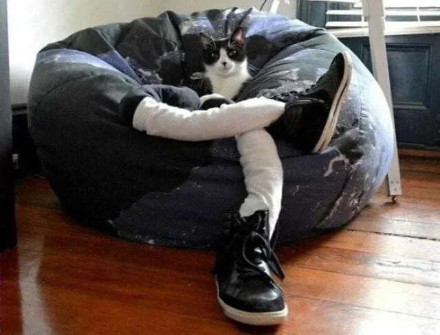 Уморительные коты, которым надели человеческую одежду Уморительные коты, которым надели человеческую одежду коты, приколы, животные, подборка, смешное
