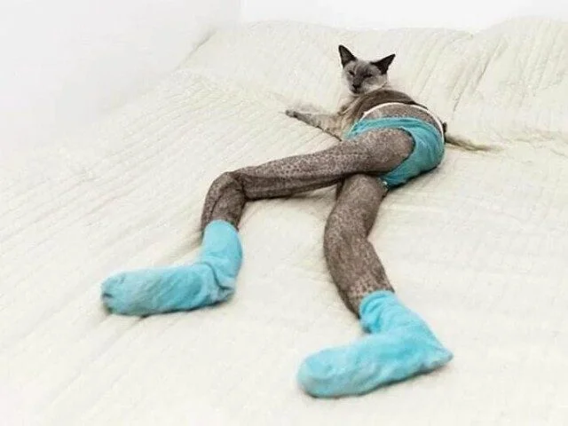 Уморительные коты, которым надели человеческую одежду Уморительные коты, которым надели человеческую одежду коты, приколы, животные, подборка, смешное