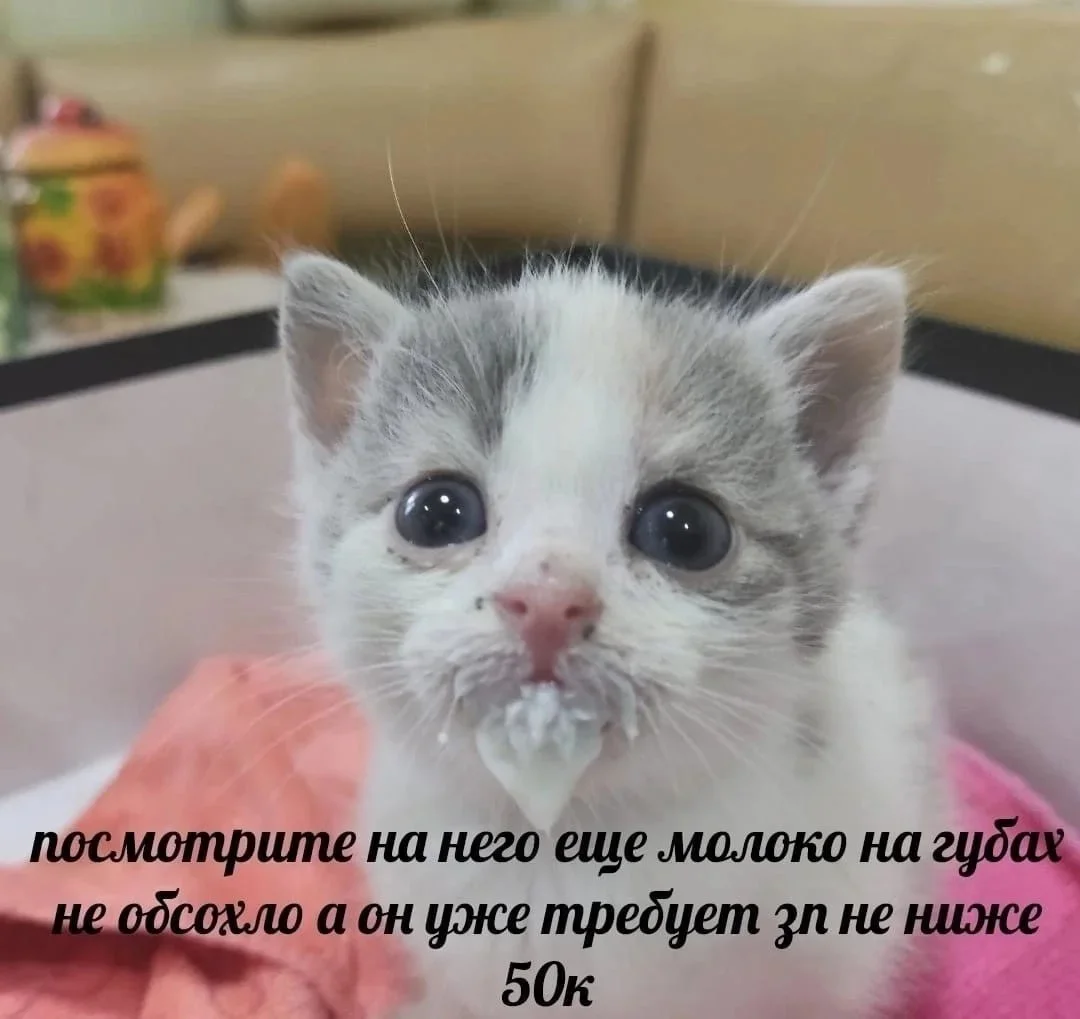 Офисное безумие: мемы, которые поймут все мемы, работа, офис, приколы, юмор