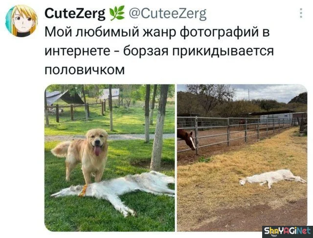 Смех сквозь слёзы: свежие комментарии из соцсетей приколы, комментарии, соцсети, юмор, подборка