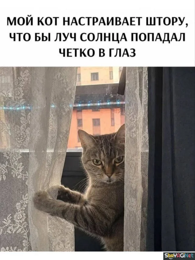 Порция угара: картинки, чтобы поднять настроение Порция угара: картинки, чтобы поднять настроение приколы, картинки, юмор, подборка