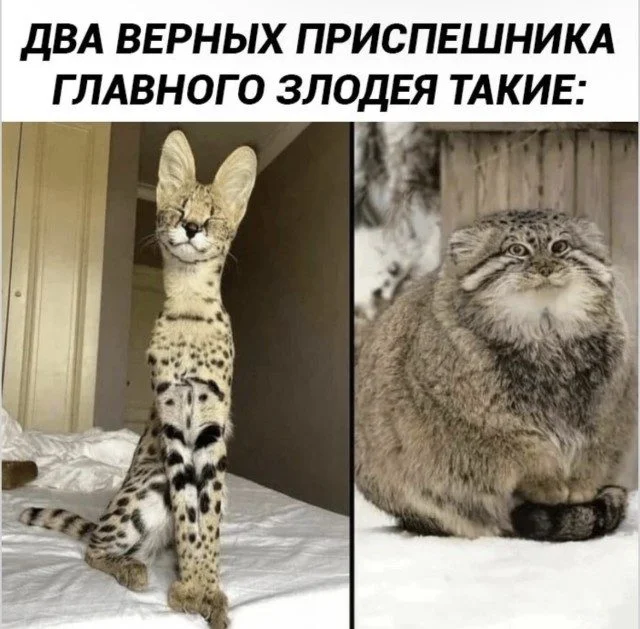 Точные попадания в ваши мысли Точные попадания в ваши мысли подборка, картинки, совпадения