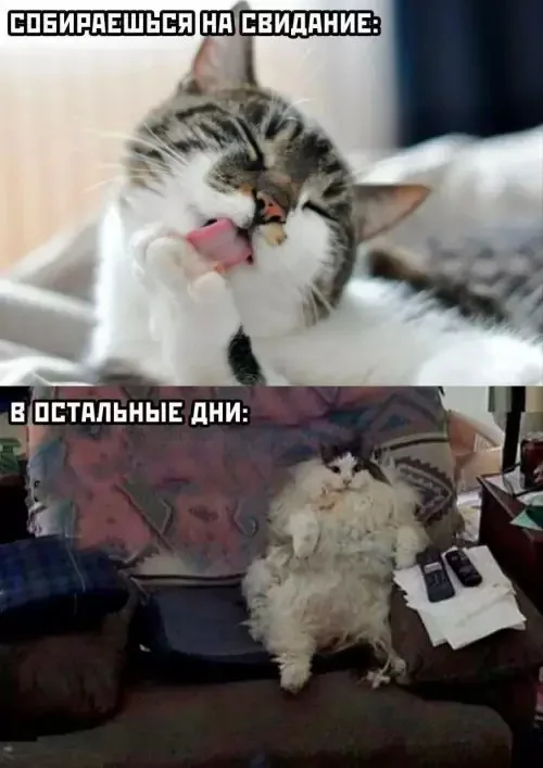 Смешные картинки на среду: подборка мемов, чтобы не унывать на работе Смешные картинки на среду: подборка мемов, чтобы не унывать на работе мемы, среда, приколы, картинки, подборка, настроение, работа, юмор, смешное