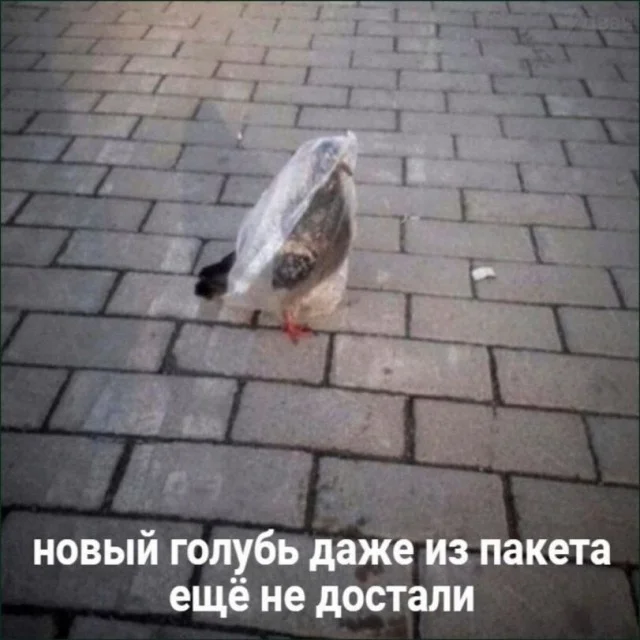 Смешные картинки на среду: подборка мемов, чтобы не унывать на работе Смешные картинки на среду: подборка мемов, чтобы не унывать на работе мемы, среда, приколы, картинки, подборка, настроение, работа, юмор, смешное