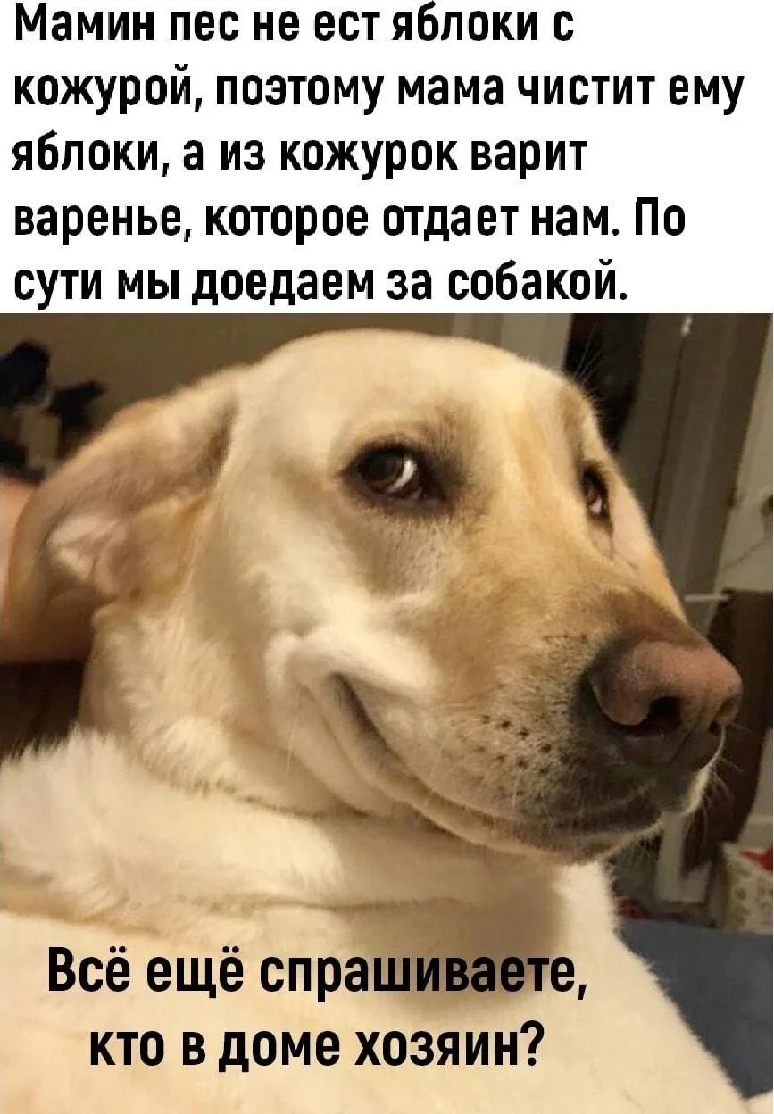 Сочный юмор: мемы про яблоки яблоки, мемы, приколы, яблочный спас, юмор, картинки