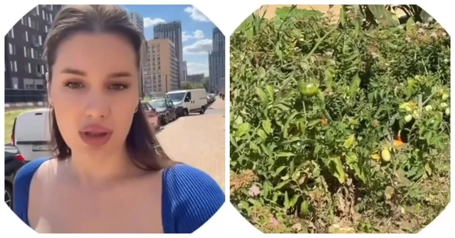 На клумбах жилого комплекса выросли помидоры: жители в шоке На клумбах жилого комплекса выросли помидоры: жители в шоке помидоры, клумба, ЖК, огород, Москва, споры, благоустройство