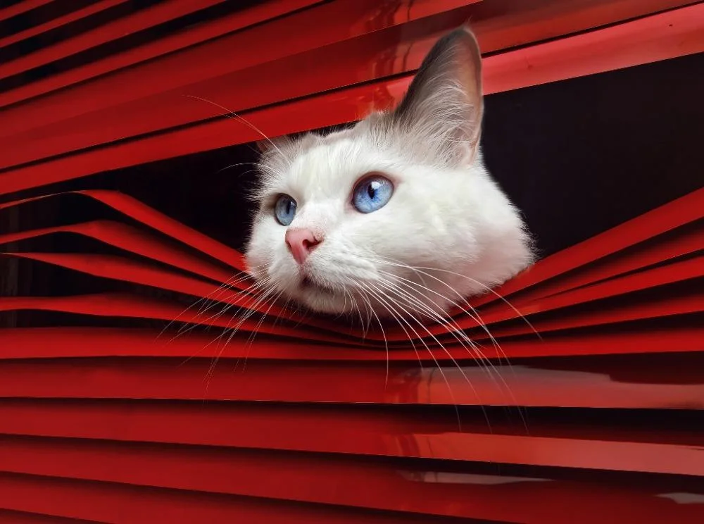 Уморительные коты-триумфаторы: лучшие кадры Pet Photography Awards-2026 коты, животные, фотоконкурс, смешное, подборка