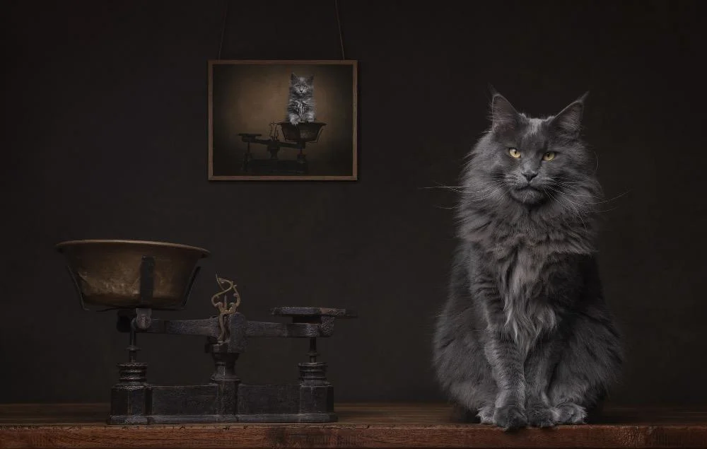 Уморительные коты-триумфаторы: лучшие кадры Pet Photography Awards-2026 коты, животные, фотоконкурс, смешное, подборка