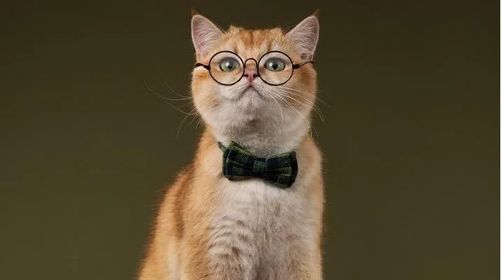 Уморительные коты-триумфаторы: лучшие кадры Pet Photography Awards-2026 коты, животные, фотоконкурс, смешное, подборка