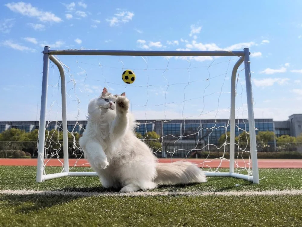 Уморительные коты-триумфаторы: лучшие кадры Pet Photography Awards-2026 коты, животные, фотоконкурс, смешное, подборка