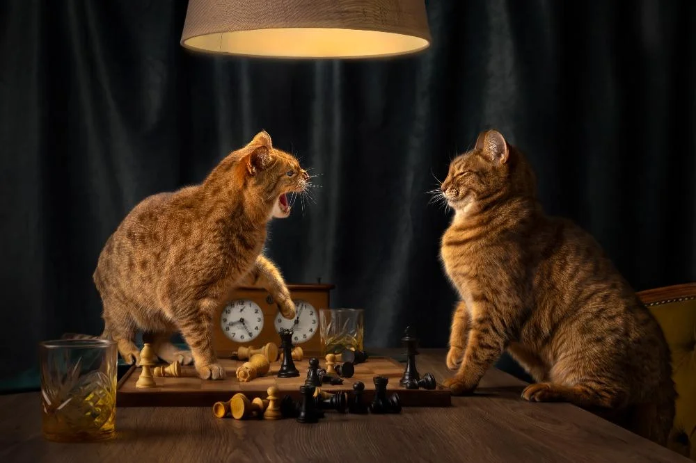 Уморительные коты-триумфаторы: лучшие кадры Pet Photography Awards-2026 коты, животные, фотоконкурс, смешное, подборка