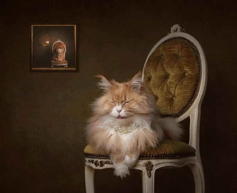 Уморительные коты-триумфаторы: лучшие кадры Pet Photography Awards-2026 коты, животные, фотоконкурс, смешное, подборка