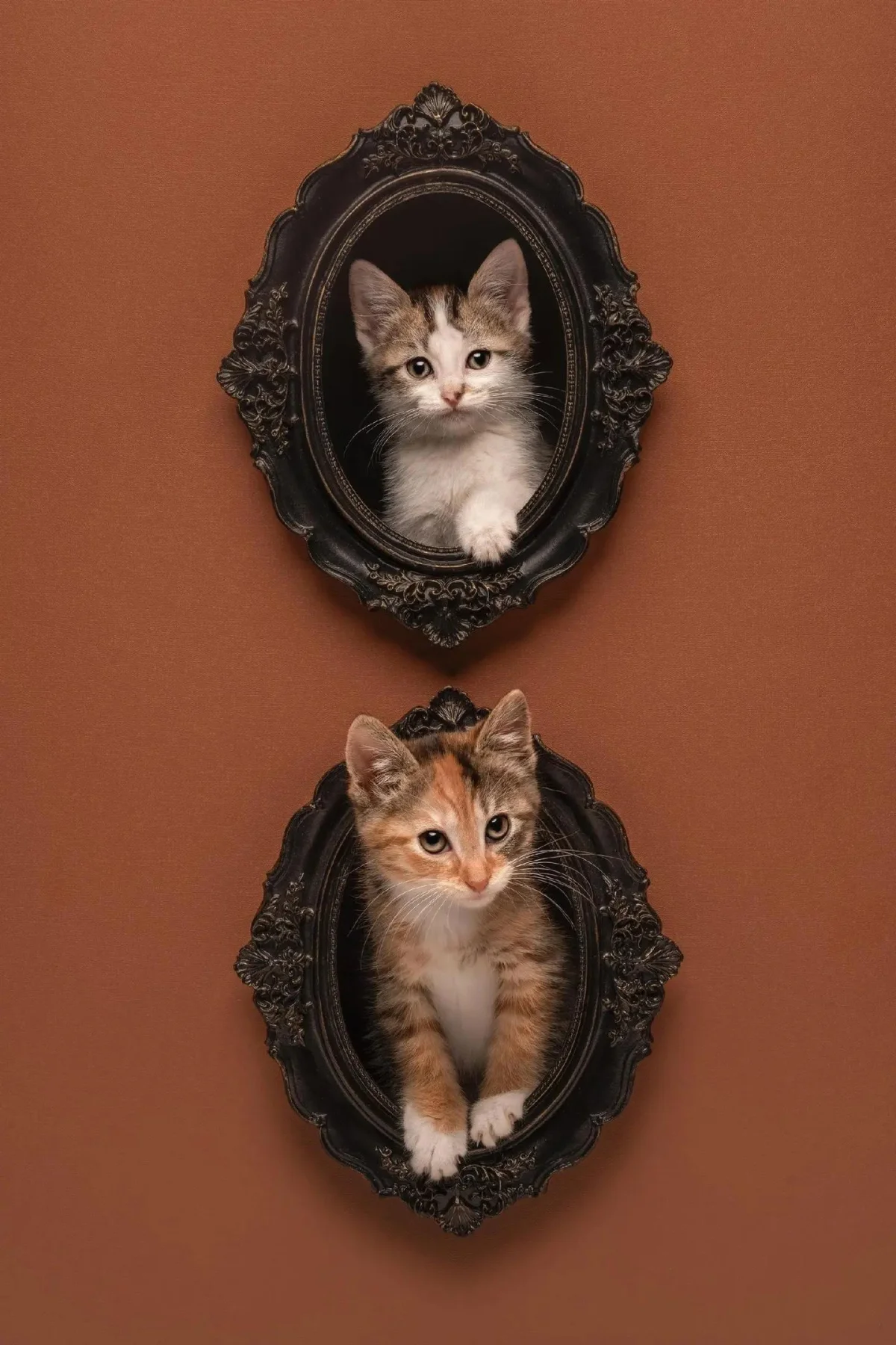 Уморительные коты-триумфаторы: лучшие кадры Pet Photography Awards-2026 коты, животные, фотоконкурс, смешное, подборка