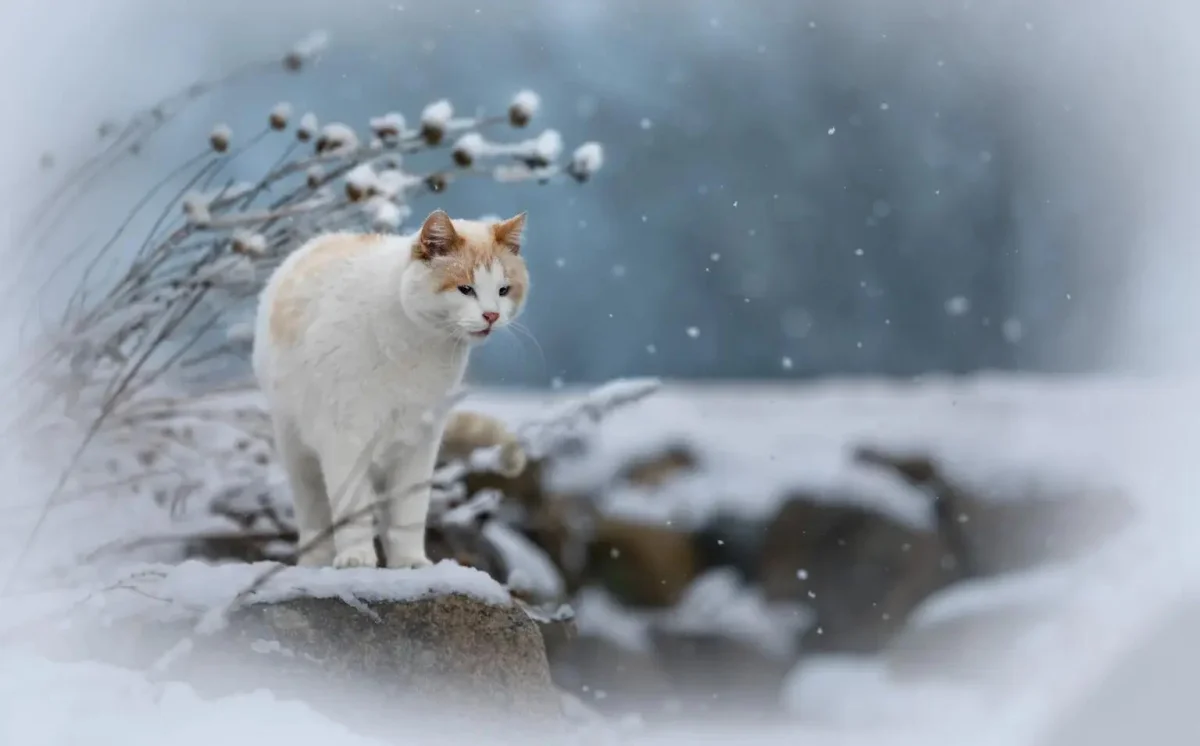 Уморительные коты-триумфаторы: лучшие кадры Pet Photography Awards-2026 коты, животные, фотоконкурс, смешное, подборка