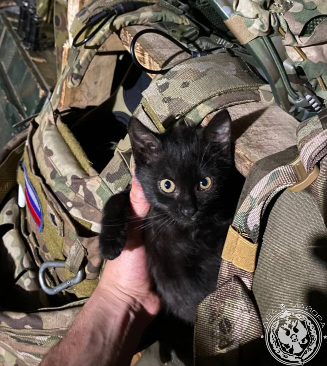 Рыжий радар: как кот с передовой сбивал фашистские самолеты коты, история, война, животные, подвиг