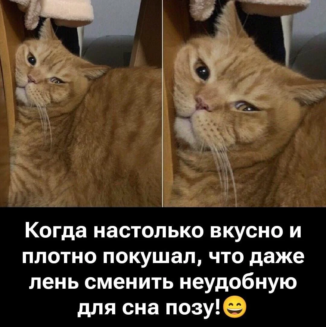 Праздник лени: угарные мемы и приколы мемы, приколы, лень, подборка, картинки