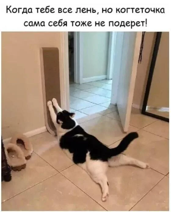 Праздник лени: угарные мемы и приколы мемы, приколы, лень, подборка, картинки