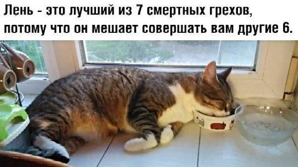 Праздник лени: угарные мемы и приколы