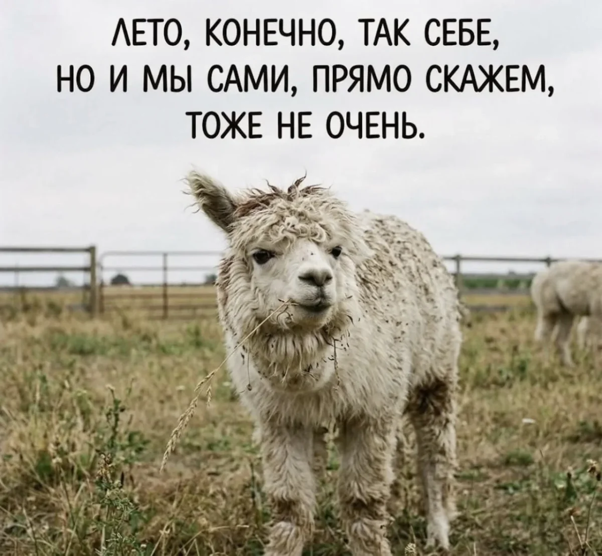 Пятница уже близко: убойная подборка мемов дня Пятница уже близко: убойная подборка мемов дня юмор, мемы, приколы, подборка, картинки