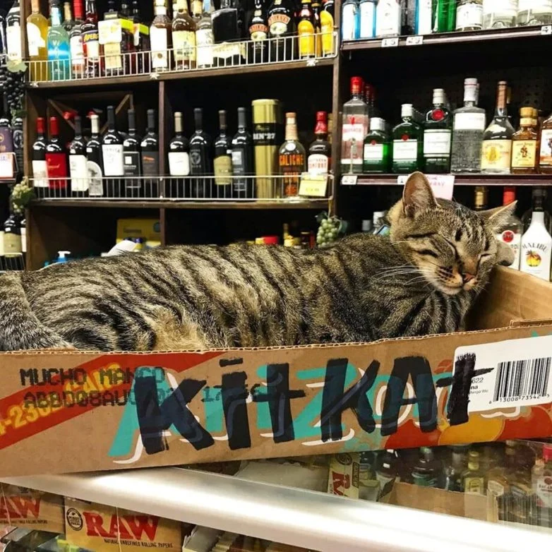 Коты, которые устроились на работу в магазин